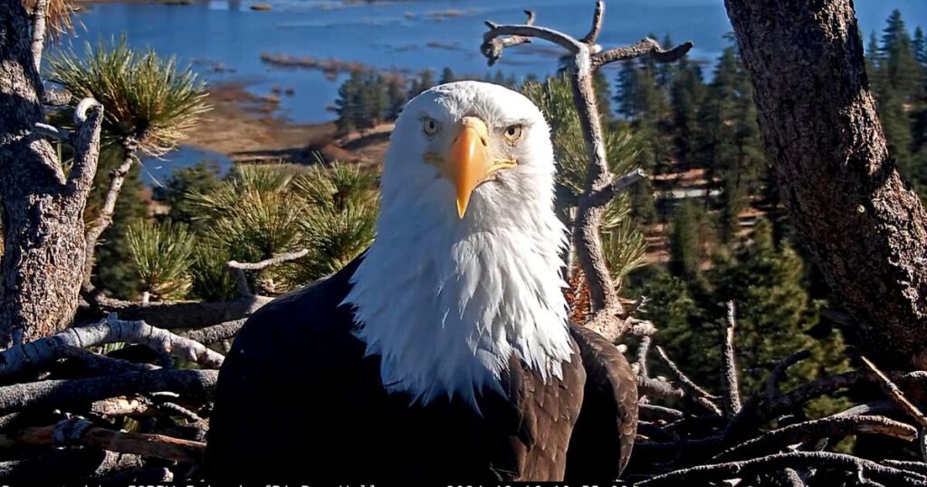 Tell us what Big Bear’s beloved bald eagle Jackie means to you Tell us what Big Bear's beloved bald eagle Jackie means to you