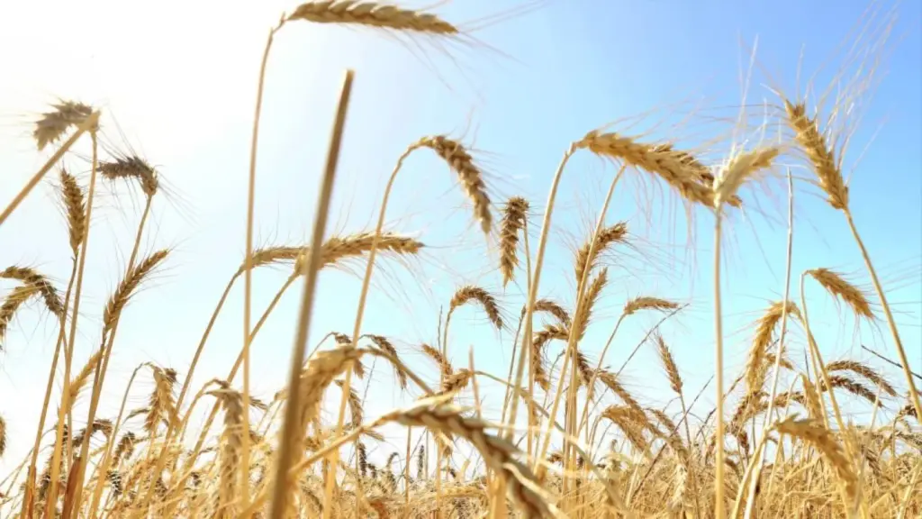 Israeli researchers find evidence of grain cultivation 15,000 years ago – Israel & Jewish News Israeli researchers find evidence of grain cultivation 15,000 years ago - Israel & Jewish News
