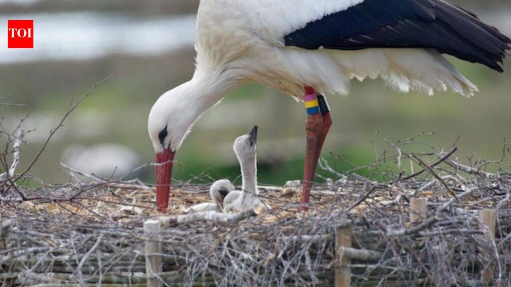 White storks vanished from Southern Sweden in the 1950s; a wetland revival now aims to support 100 breeding pairs | White storks vanished from Southern Sweden in the 1950s; a wetland revival now aims to support 100 breeding pairs |