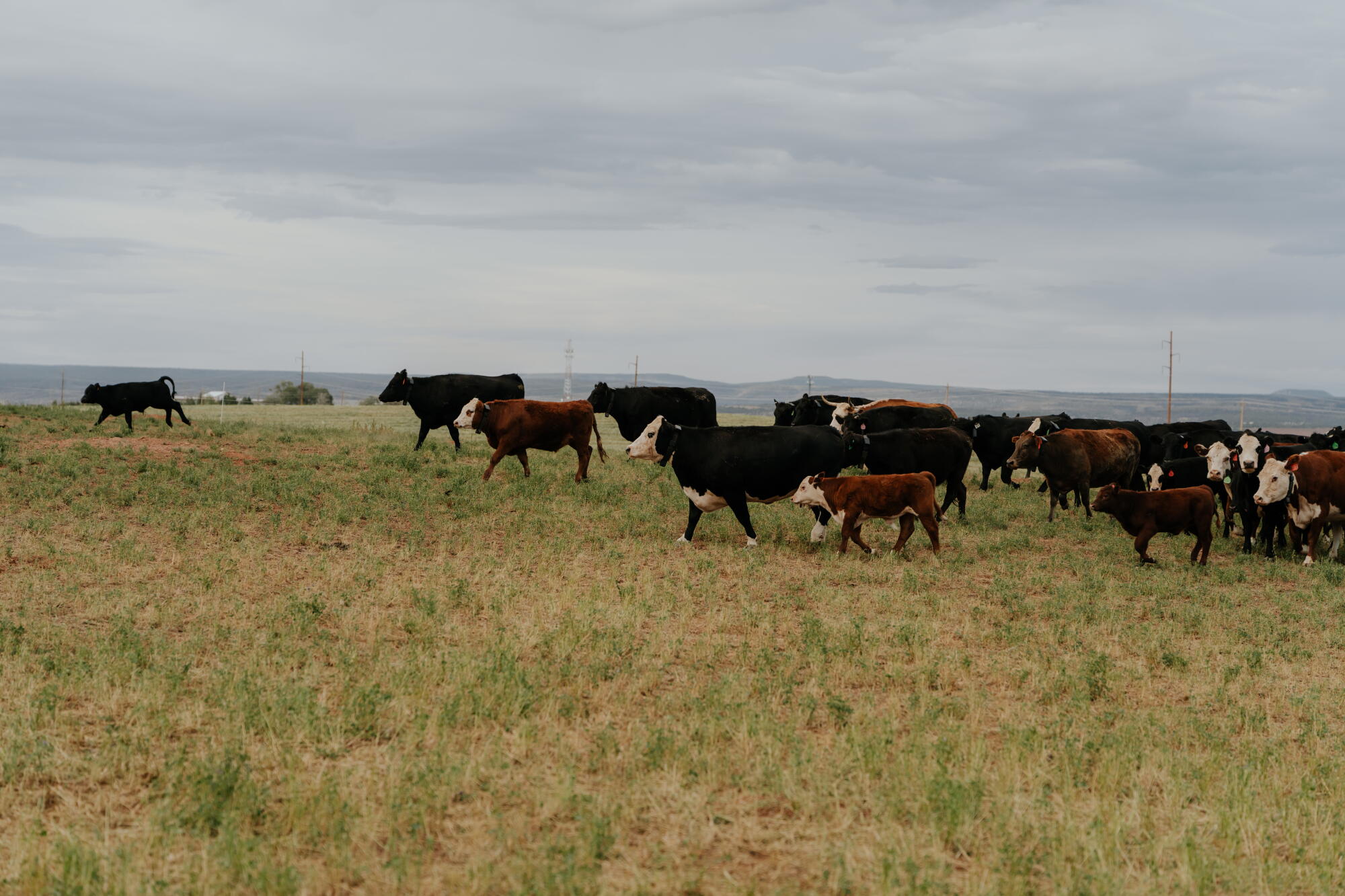 Cattle roam in a pasture.