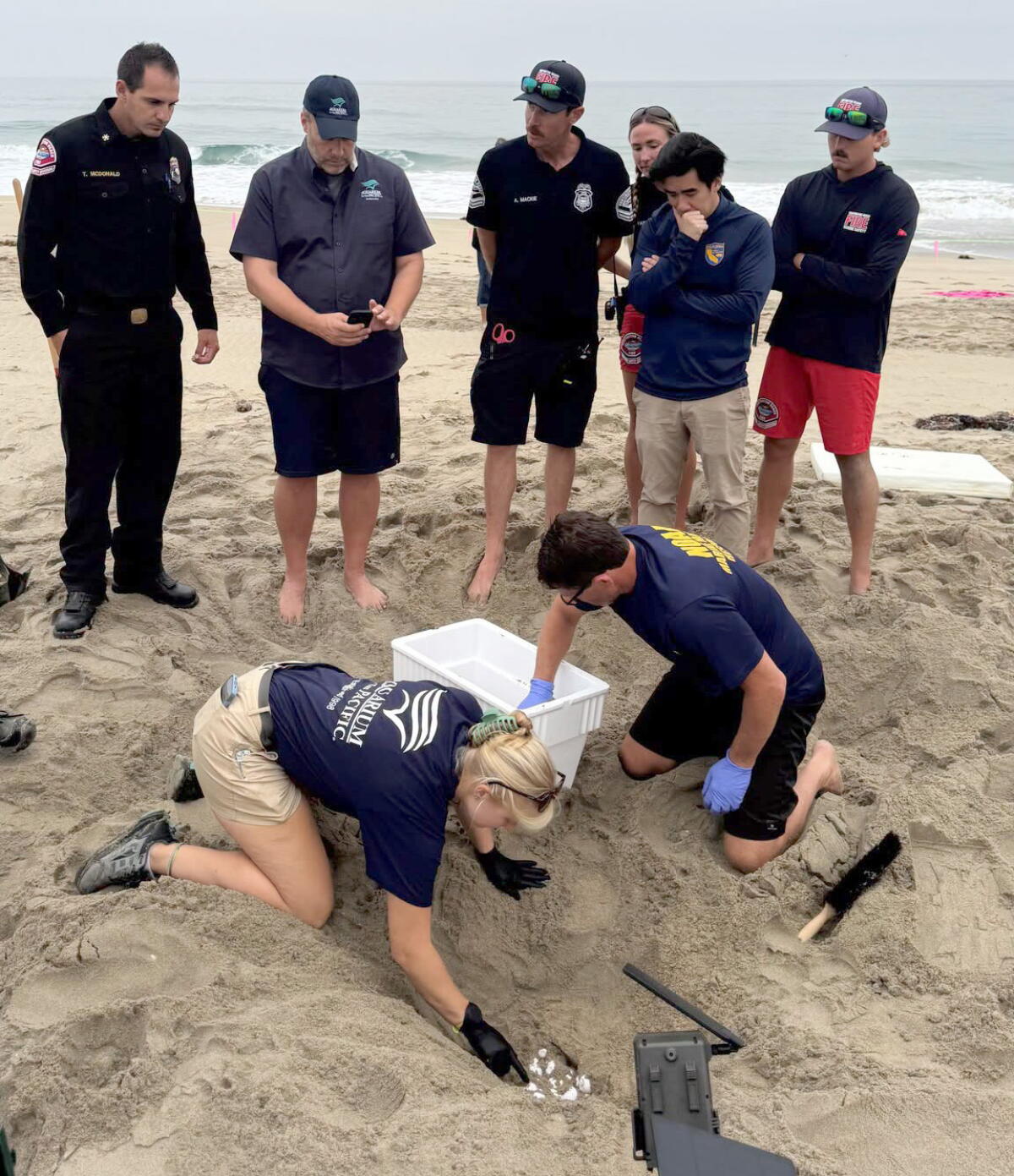 Wildlife officials around a sea turtle's nest
