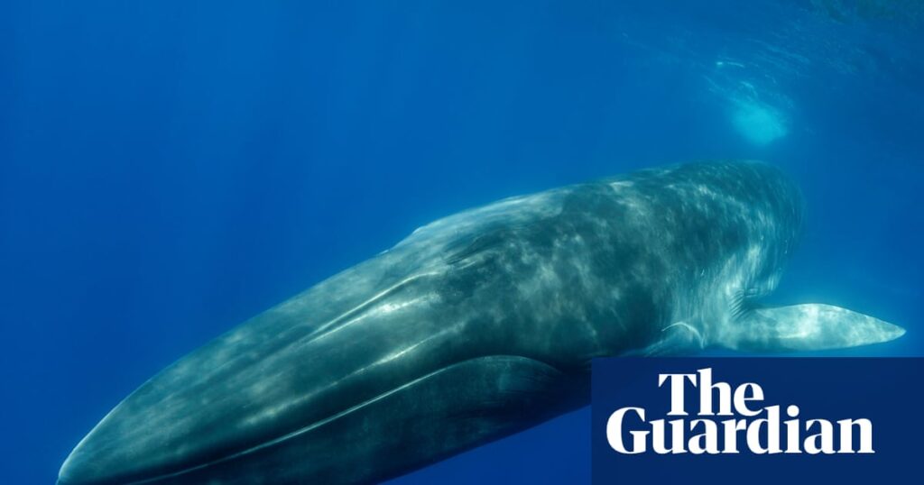 Iceland to submit bill that could ban whaling in its waters | Iceland Iceland to submit bill that could ban whaling in its waters | Iceland