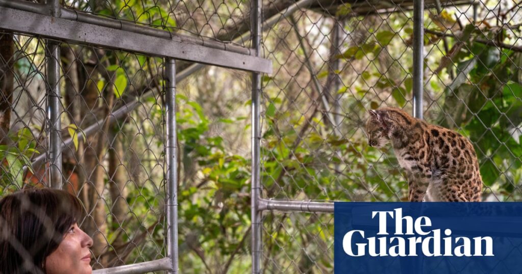 New cat species identified for first time in more than a century in Bolivia | Bolivia