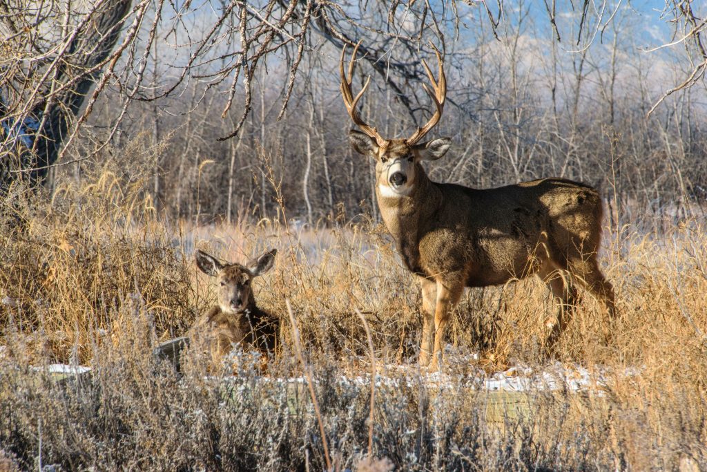 Curious Nature: How the use of lead ammunition takes away from the environmental benefits of big game hunting Curious Nature: How the use of lead ammunition takes away from the environmental benefits of big game hunting