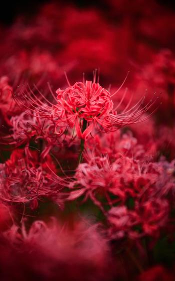 Higanbana (red spider lily)