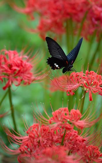 Higanbana (red spider lily) a black butterfly