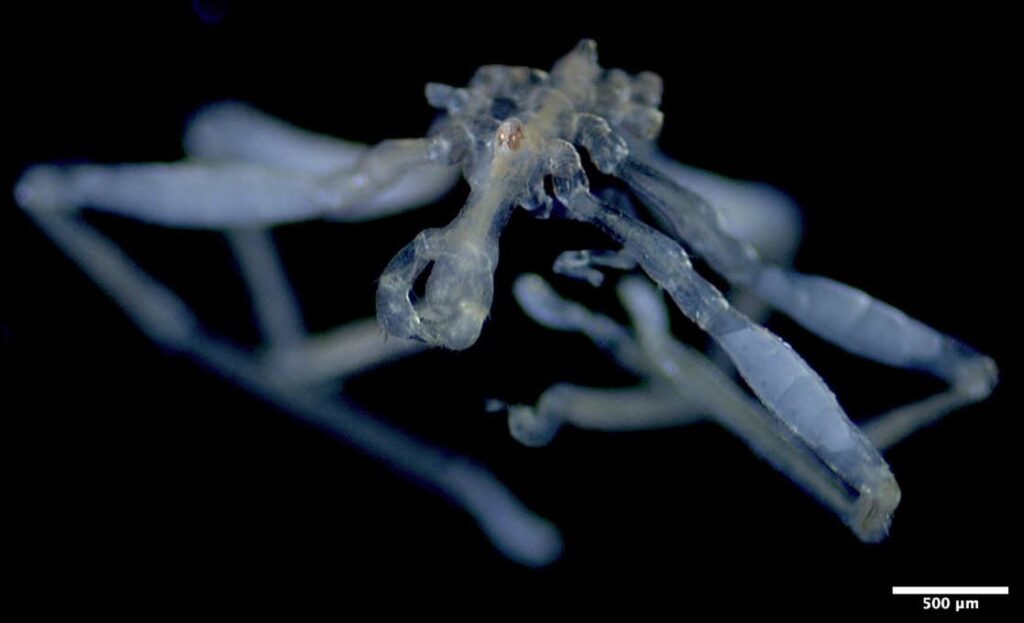 Scientists Found Two Bizarre New Sea Spiders. One Has Three Lips and Red Eyes Scientists Found Two Bizarre New Sea Spiders. One Has Three Lips and Red Eyes