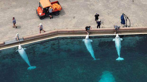 Marineland belugas that died in Chicago had rocks, maybe paint in stomachs before arrival: initial necropsy | CBC News