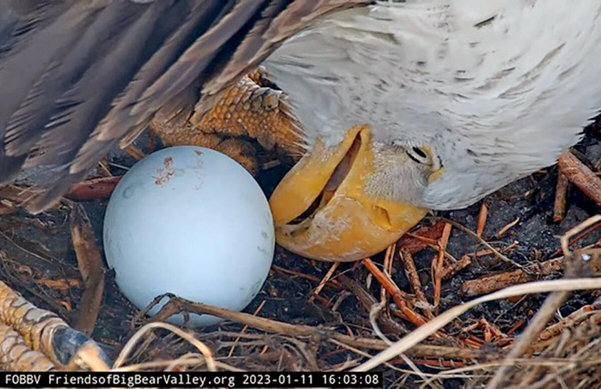The first egg of 2023 arrived on Jan. 11 for Big Bear's beloved Bald Eagle Jackie