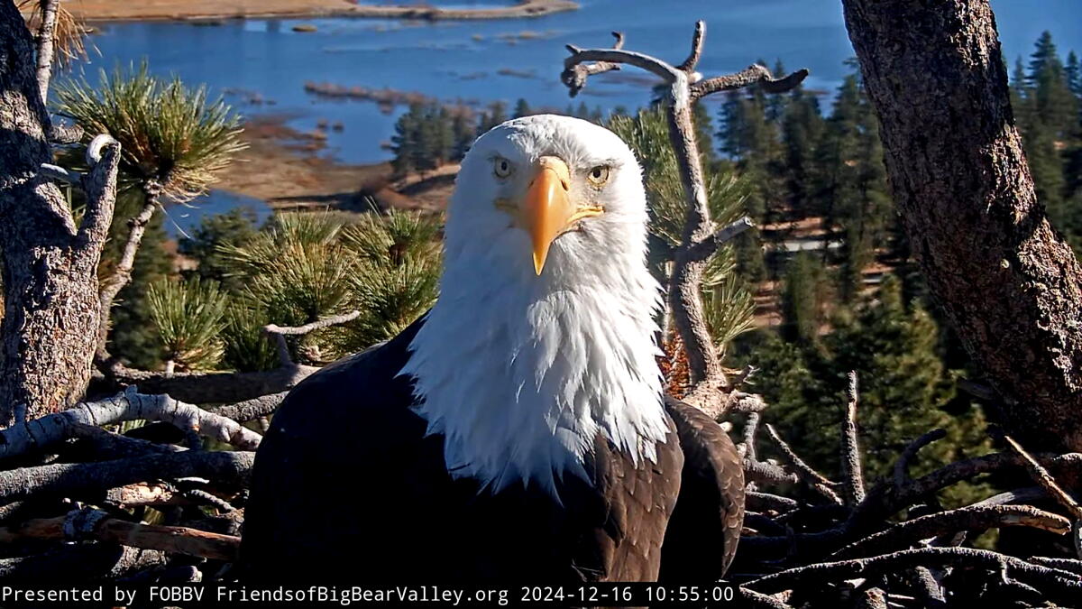 Jackie the eagle in an undated photo.