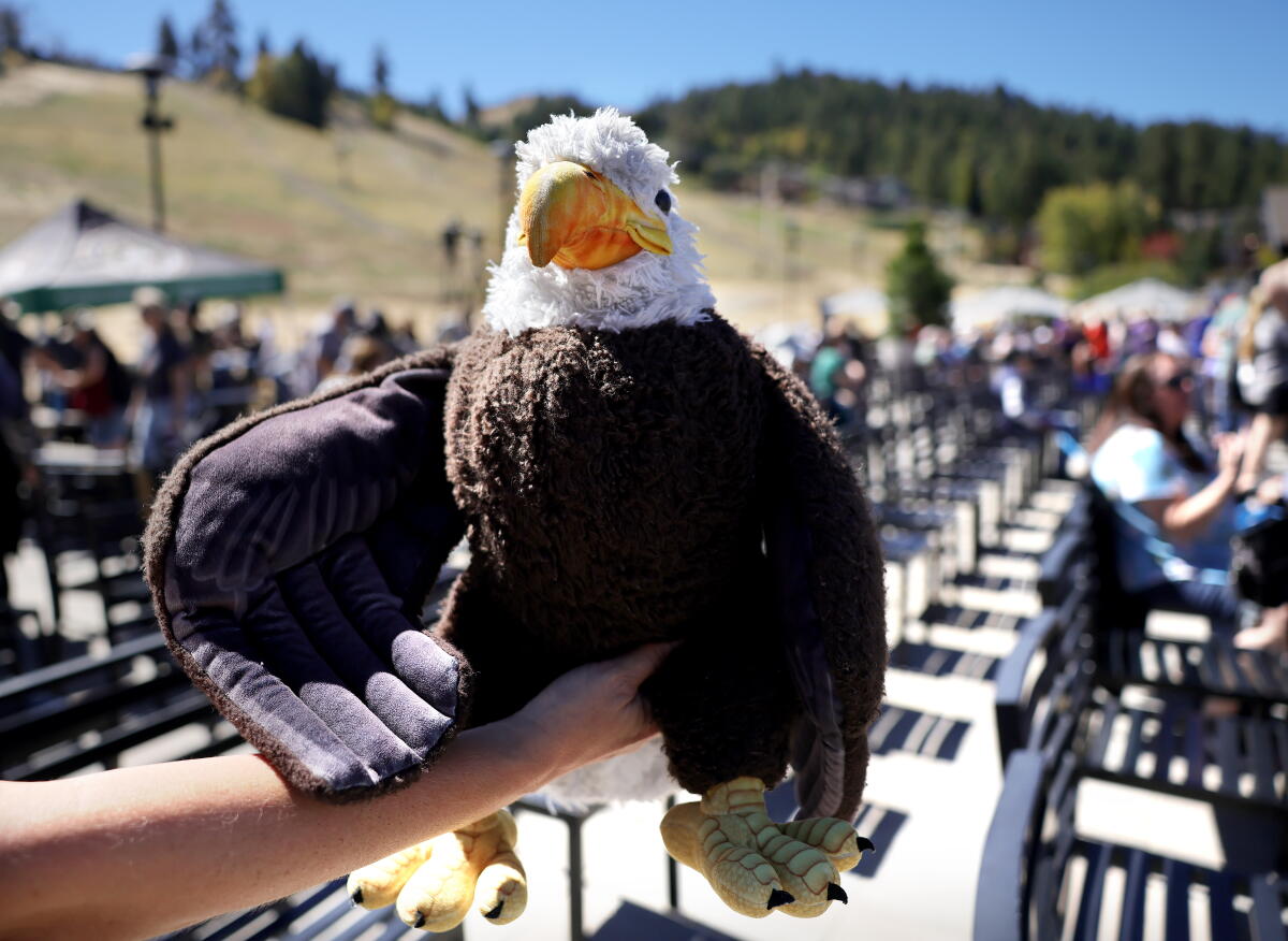 A bald eagle stuffy to a memorial event titled, 'Wings Over Big Bear' honoring Jackie the bald eagle.