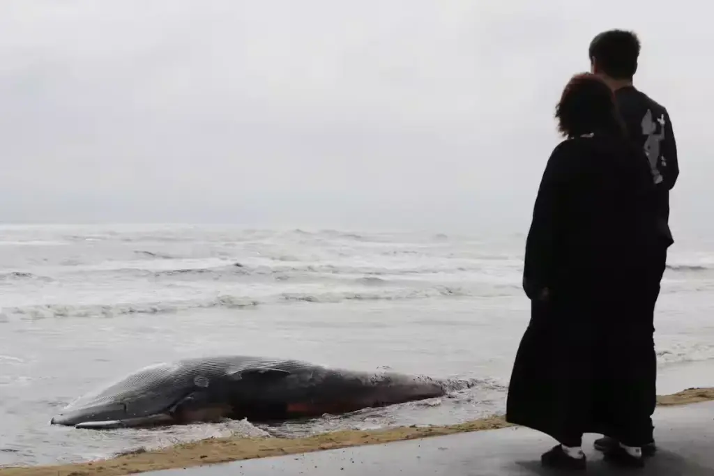 Second Whale Stranding in Weeks Draws Crowds to Chiba Beach whale