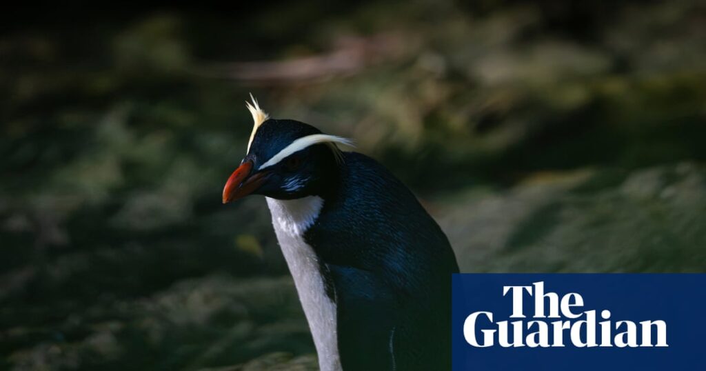 Uncovering the secrets of New Zealand’s elusive ‘jungle penguins’ | New Zealand Uncovering the secrets of New Zealand’s elusive ‘jungle penguins’ | New Zealand