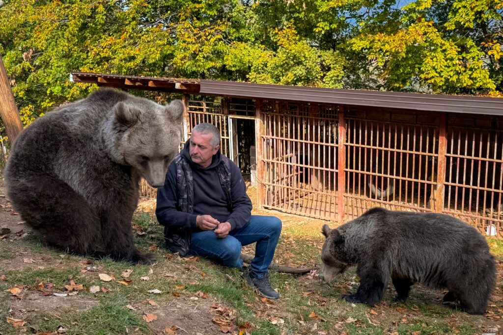 In this photo taken with a smartphone, Petar Tubic sits with pet female bears Masa (right) and Ljubica on Mount Ozren, near the town of Doboj, Bosnia, Sunday, Oct. 18, 2026.