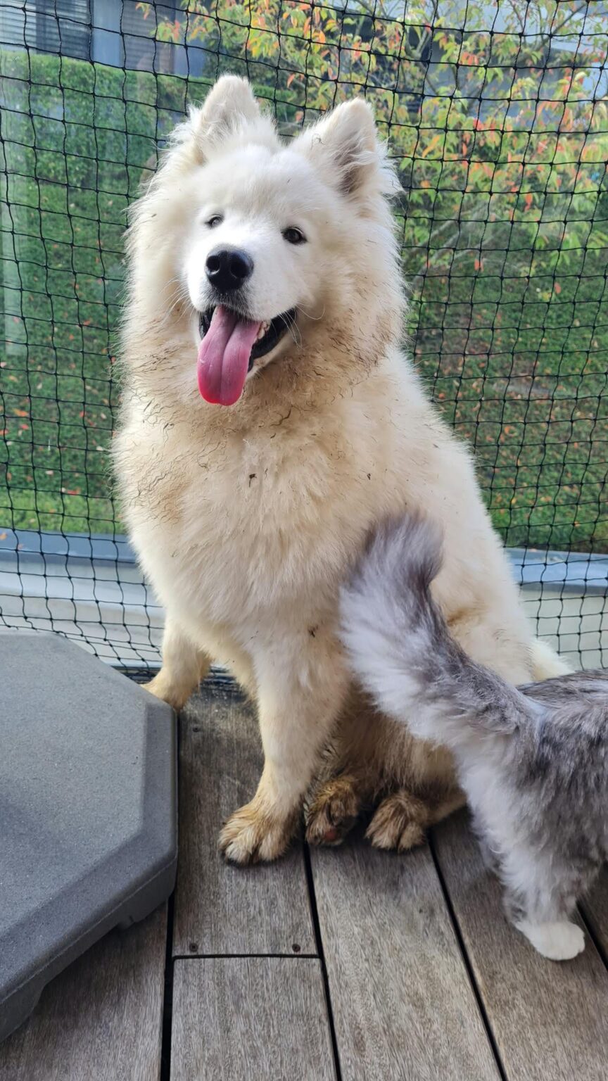 Looking for Samoyed friends