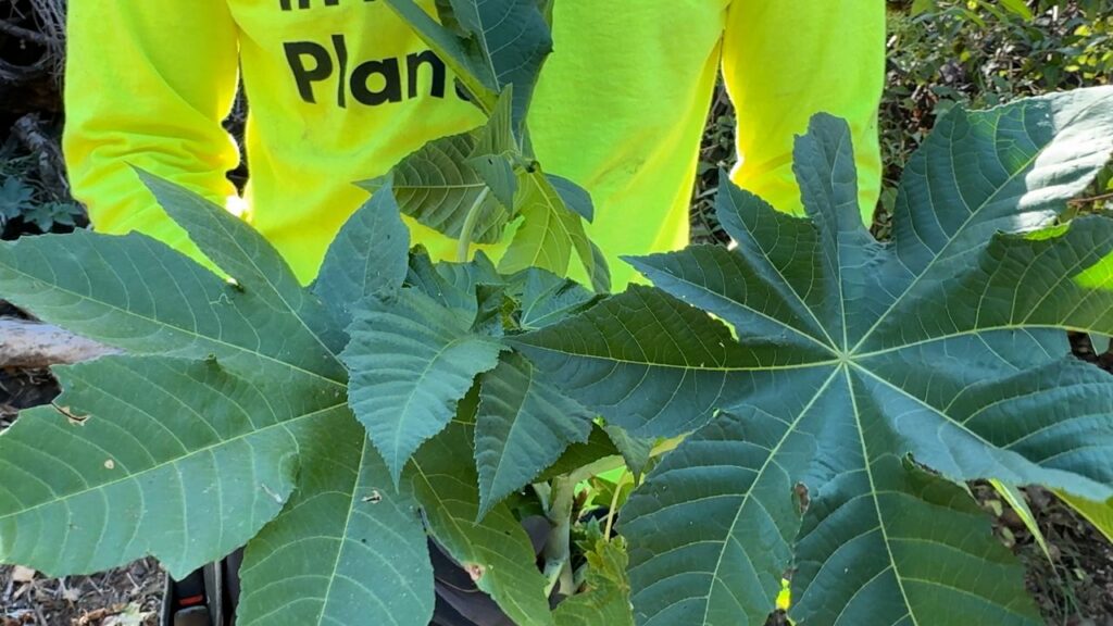 Removing invasive plants from Palisades