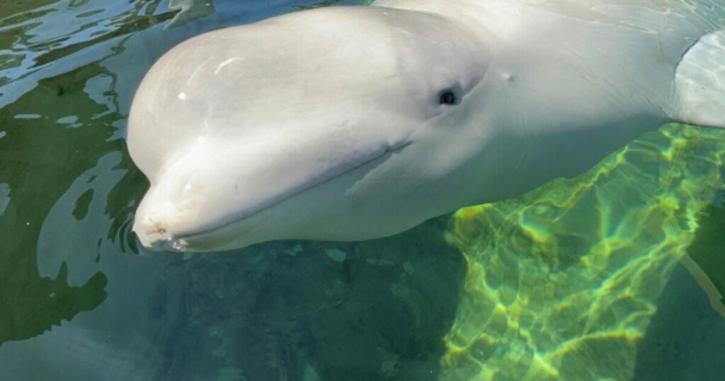 Beluga whale named Cyprus dies at SeaWorld San Diego