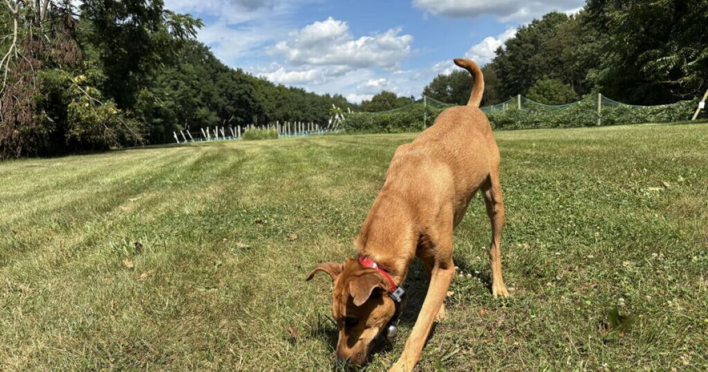 How to detect invasive insects early in Michigan? A dog nose How to detect invasive insects early in Michigan? A dog nose
